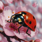 Diamond Painting - Coccinelle Porte-Bonheur du Cerisier (60cm x 90cm)